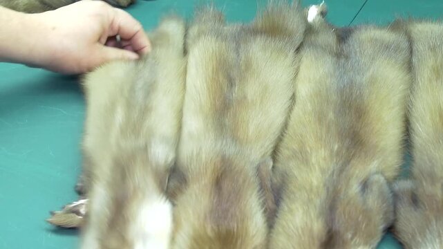 Quality inspection of mink fur. Close-up. 
Hands are inspecting the fur.