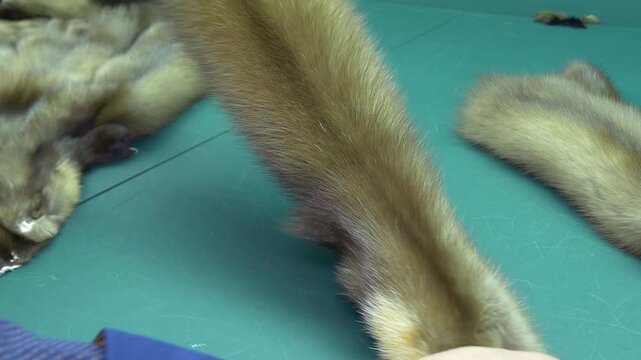 Quality inspection of mink fur. Close-up. 
Hands are inspecting the fur.