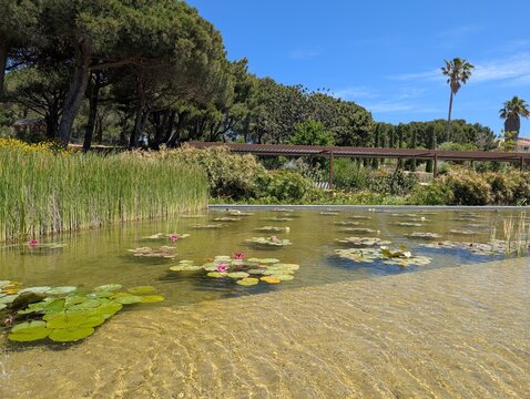 pond in the Parc de la M&eacute;diterran&eacute;e, Six Fours les Plages 