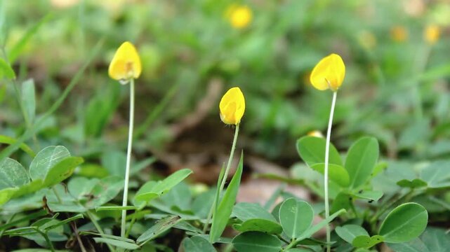 Small bright yellow flowers blowing in the wind, pinto peanut, arachis pintoi