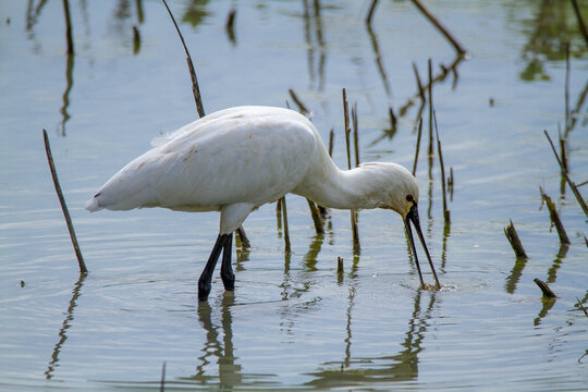 spoonbill marsh bird with flat-shaped beak migratory bird heron