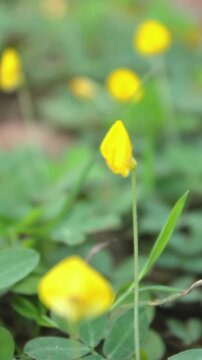 Small bright yellow flowers blowing in the wind, pinto peanut, arachis pintoi