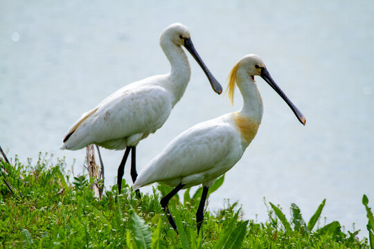 spoonbill marsh bird with flat-shaped beak migratory bird heron