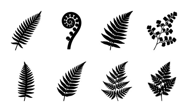 Black Fern Leaf Silhouettes, Vector Botanical Illustrations of Fronds and Unfurling Fiddleheads, Nature Elements for Design