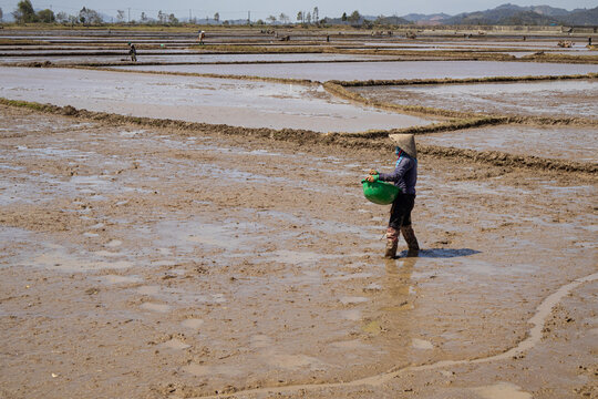 Rural M'nong woman cultivating rice paddies in Dak Lak. Vietnam