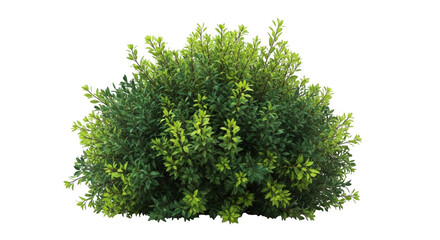 Fototapeta premium Small lush green bush with vibrant leaves for garden landscaping and outdoor park nature decoration isolated on transparent background