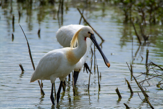 spoonbill marsh bird with flat-shaped beak migratory bird heron