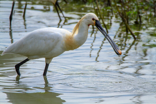 spoonbill marsh bird with flat-shaped beak migratory bird heron
