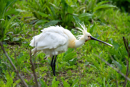 spoonbill marsh bird with flat-shaped beak migratory bird heron