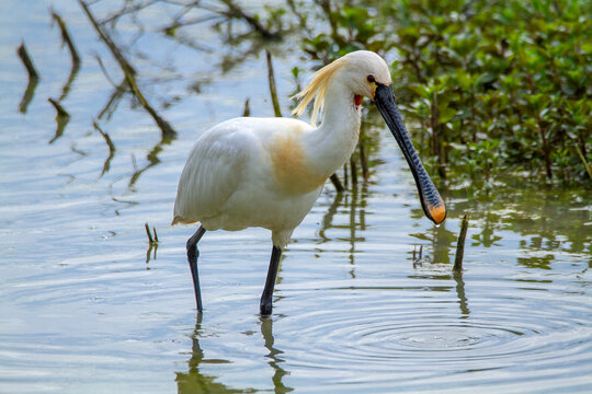 spoonbill marsh bird with flat-shaped beak migratory bird heron