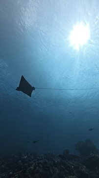 Ocellated Eagle Ray Swimming Above Coral Reef
