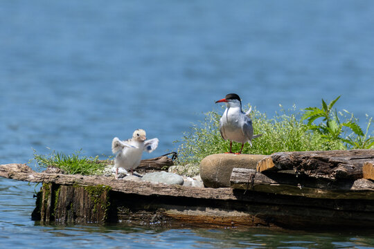 common tern large aquatic bird fisherman at the nest and in flight