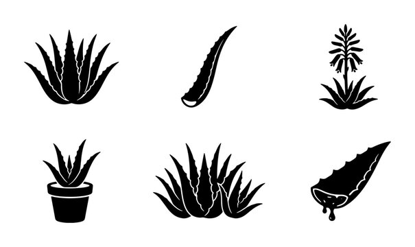 Aloe Vera Line Art-Bilder: Stock-Fotos & -Videos. | Adobe Stock