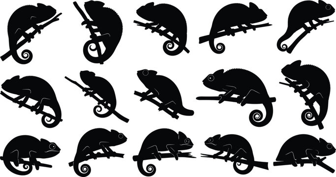 Large set of chameleon silhouette icons featuring various lizard poses on branches for reptile and nature design