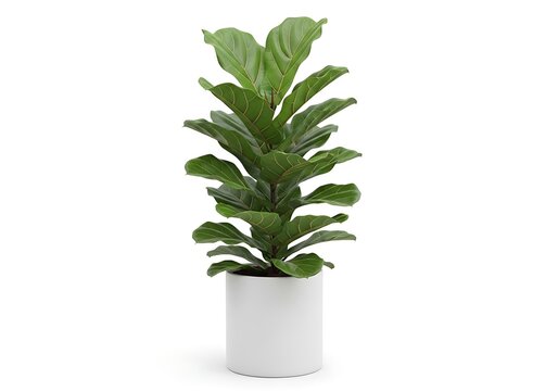 Lush fiddle leaf fig plant in a white pot