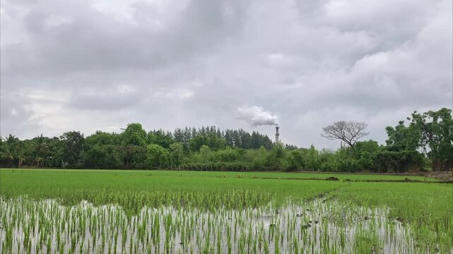 Industrial factory smokestack emitting thick white smoke into the sky near a green rice field. Concept of air pollution and environmental impact