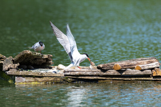 common tern large aquatic bird fisherman at the nest and in flight