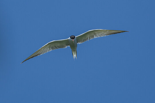 common tern large aquatic bird fisherman at the nest and in flight
