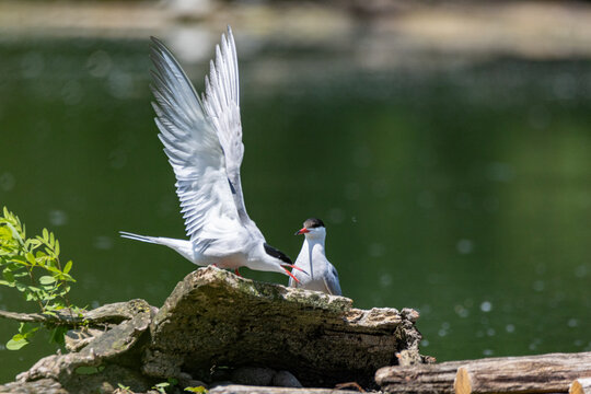 common tern large aquatic bird fisherman at the nest and in flight