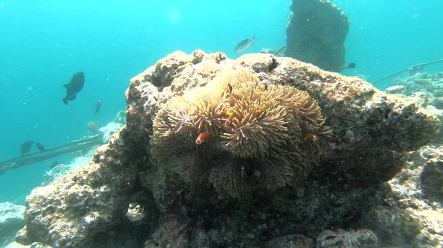 Tomato clownfish and Maldive anemonefish, an anemonefishes found in the northern Indian Ocean, Maldives, they sway due to a strong wave motion.