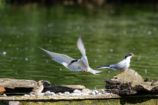 common tern large aquatic bird fisherman at the nest and in flight