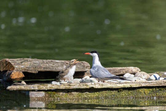 common tern large aquatic bird fisherman at the nest and in flight