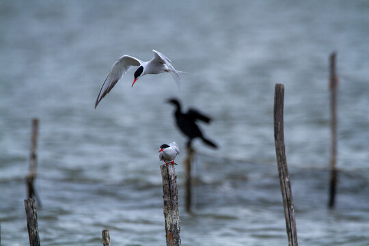 common tern large aquatic bird fisherman at the nest and in flight