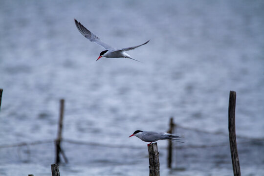 common tern large aquatic bird fisherman at the nest and in flight
