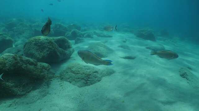 tropic blue green  parrot fish in mediterranean sea lessepsian fish underwater