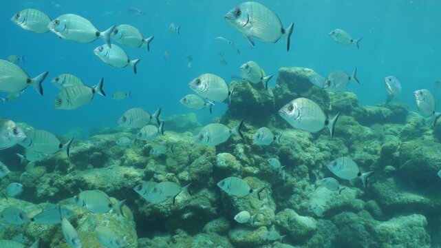 underwater fish scenery from mediterranean  sea breams ocean scenery underwater landscape seabreams  Diplodus sargus
