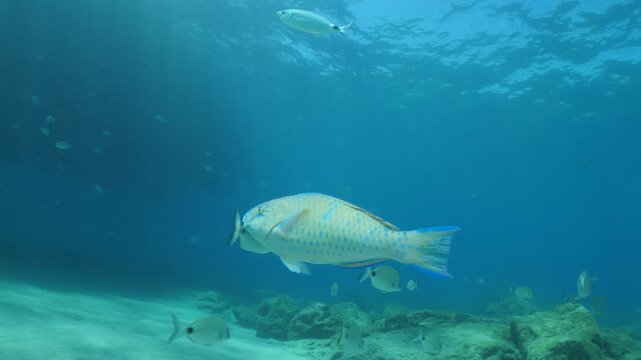 tropic blue green  parrot fish in mediterranean sea lessepsian fish underwater