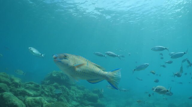 tropic blue green  parrot fish in mediterranean sea lessepsian fish underwater