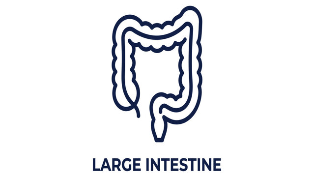 Large intestine icon illustrates the anatomy of the colon in a clear blue line art design.