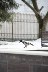 Fototapeta premium A single hooded crow stands on a stone border in a city park during winter, with snow, trees, a fence, and a bench blurry in the background.
