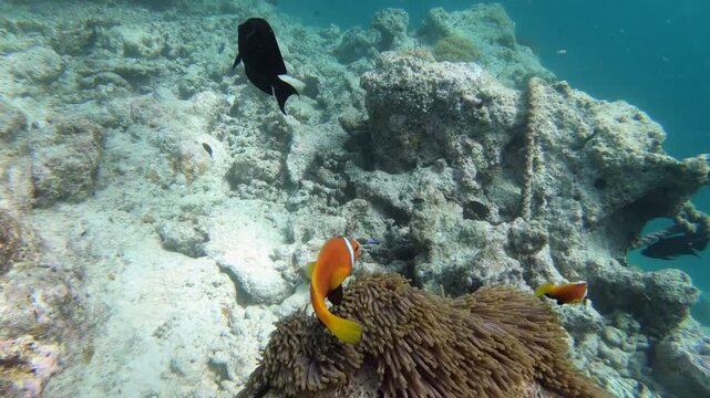 Tomato clownfish and Maldive anemonefish, an anemonefishes found in the northern Indian Ocean, Maldives, they sway due to a strong wave motion.