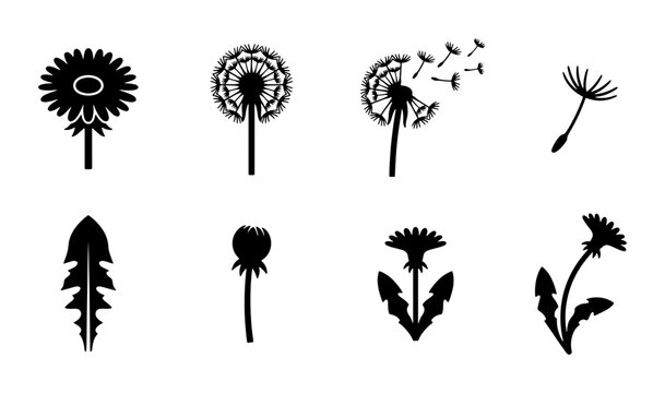 Dandelion Icons Set: Blooming Flower, Seed Head, Flying Seeds, Leaf, Bud, Vector Graphics for Nature, Spring, and Wish Themes