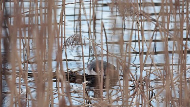 Pair of great crested grebes building nest in reeds