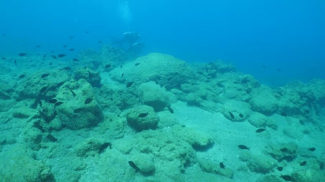 underwater scenery blue water damsel fish school ocean scenery mediterranean