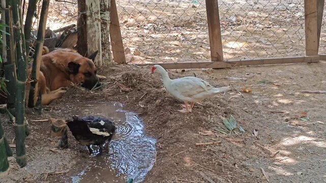 Pair of ducks and a black labrador dog drinking water near bamboo trees