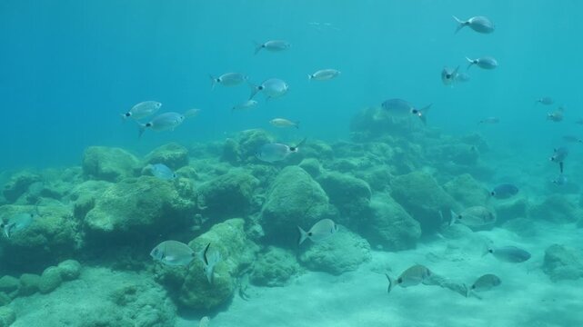 underwater fish scenery from mediterranean  sea breams ocean scenery underwater landscape seabreams  Diplodus sargus