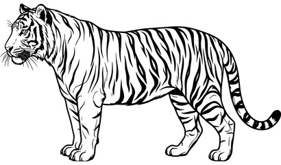 Powerful Tiger Profile Line Art Vector Illustration © Razu