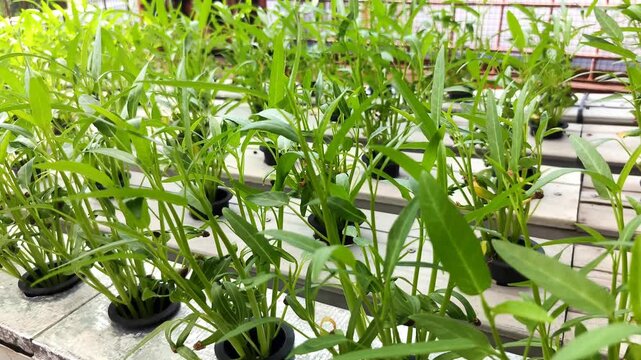 Footage of young water spinach being cultivated hydroponically. Slow-motion footage.