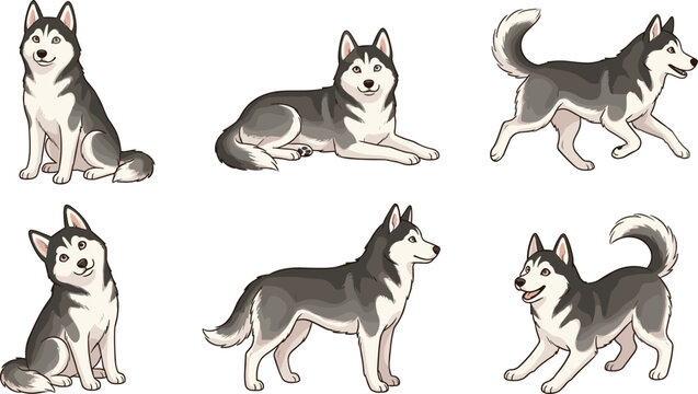 Siberian Husky Dog Character Set with Realistic Cartoon Style in Various Poses Including Sitting, Lying, and Walking for Pet and Animal Designs