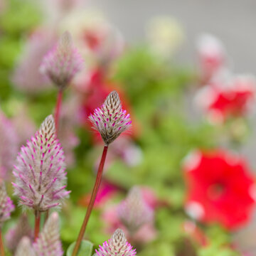 Macro Photo of Vibrant Pink Mulla Mulla, Ptilotus exaltatus
