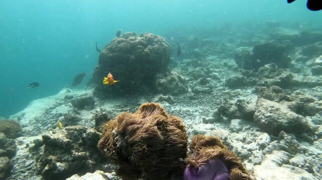 Tomato clownfish and Maldive anemonefish, an anemonefishes found in the northern Indian Ocean, Maldives, they sway due to a strong wave motion.