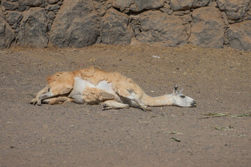 Fototapeta premium Exhausted llama lying down on dusty ground portraying concept of burnout and fatigue