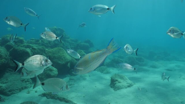 tropic blue green  parrot fish in mediterranean sea lessepsian fish underwater