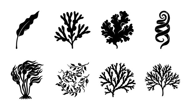 Set of 8 Black and White Seaweed Vector Illustrations, Diverse Marine Algae Silhouettes, Ocean Plant Graphics for Nature and Science Designs
