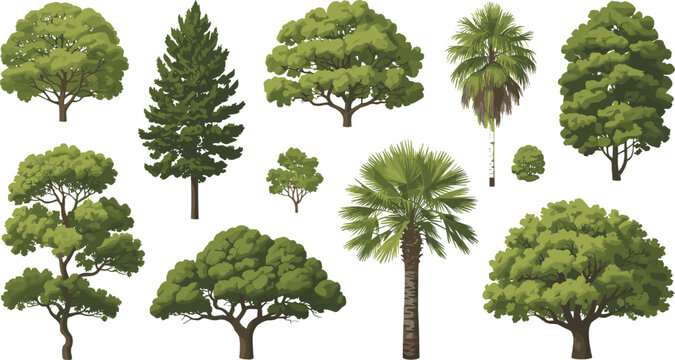 Green tree vector set with realistic summer botanical trees isolated on white background