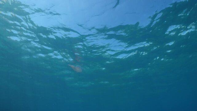 loligo calamar scenery underwater with sun beams and sun rays swim slow  cephalopod sepioteuthis lessonia